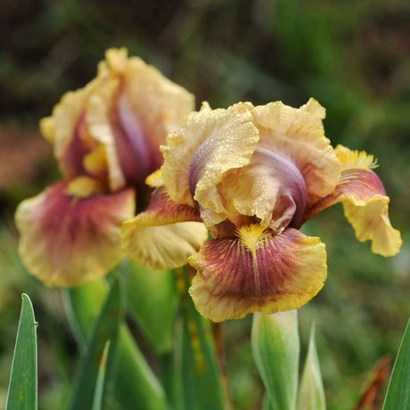 Iris Germanica (Stanjenel) Oklahoma Bandit, cu flori bicolore violet si albastru intens parfumate, crestere rapida, bulb plantat In ghiveci