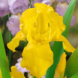 Iris Germanica (Stanjenel) Ola Kala - Bulb Plantat In Ghiveci