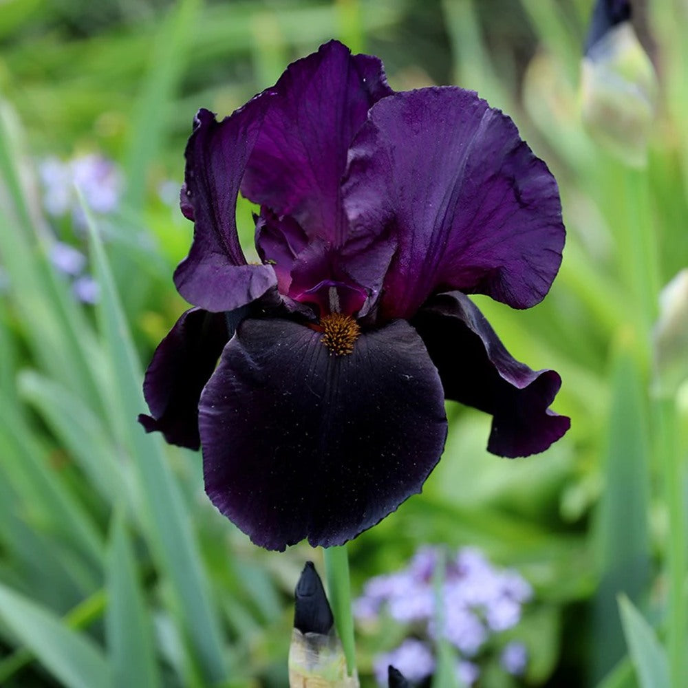 Iris Germanica (Stanjenel) Black Watch - Bulb Plantat In Ghiveci