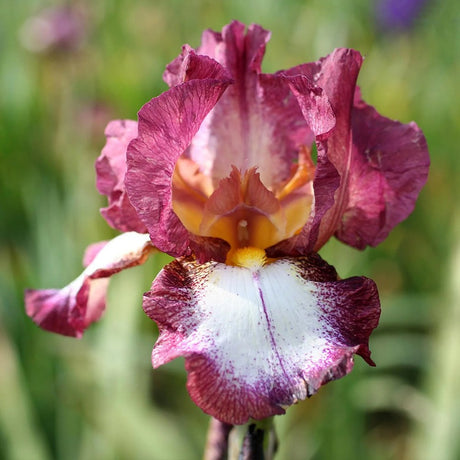 Iris Germanica (Stanjenel) Crinoline - Bulb Plantat In Ghiveci