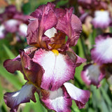 Iris Germanica (Stanjenel) Crinoline - Bulb Plantat In Ghiveci