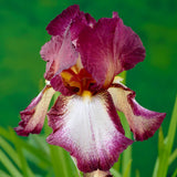 Iris Germanica (Stanjenel) Crinoline - Bulb Plantat In Ghiveci