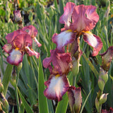 Iris Germanica (Stanjenel) Crinoline - Bulb Plantat In Ghiveci