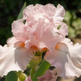 Iris Germanica (Stanjenel) Pink Empress - Bulb Plantat In Ghiveci