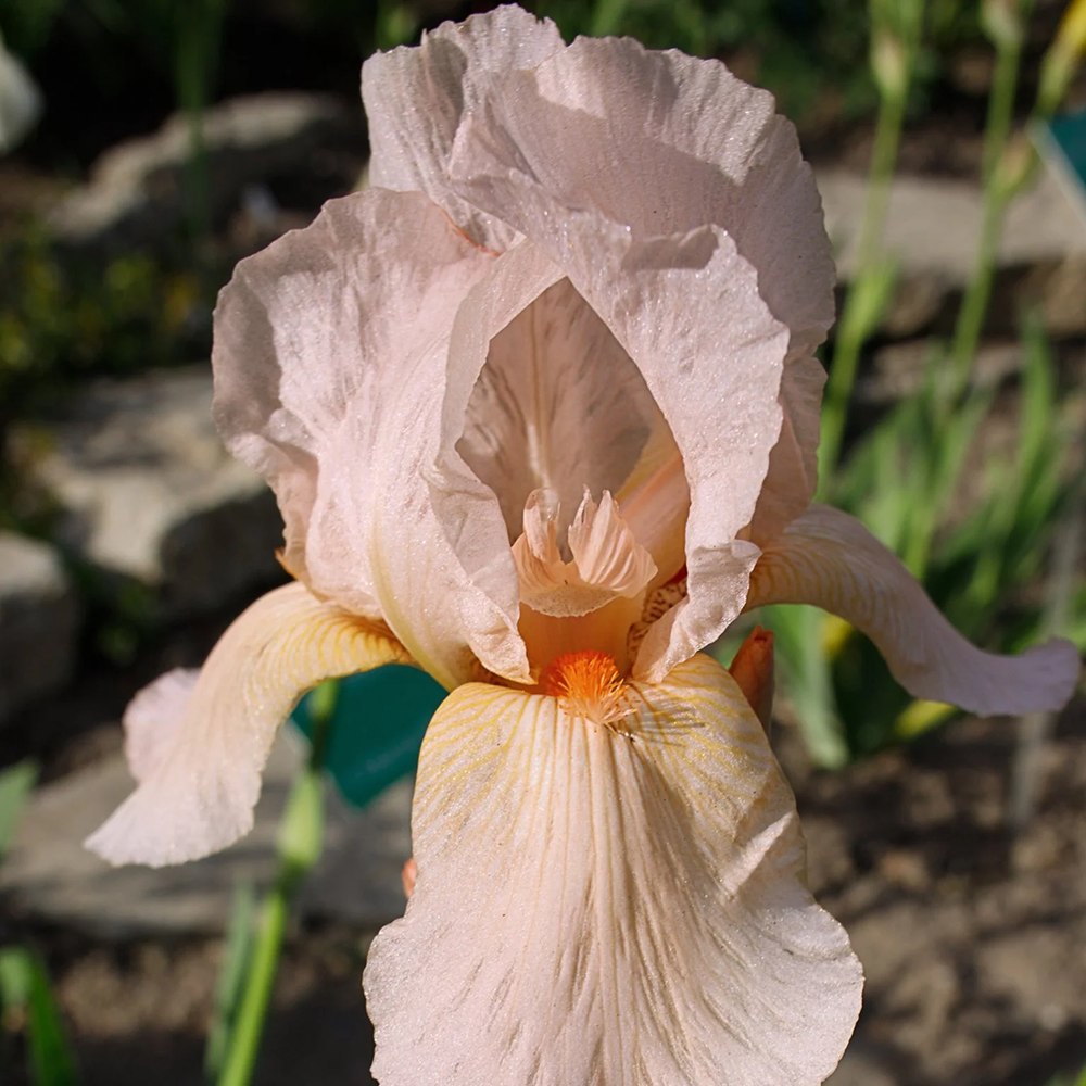 Iris Germanica (Stanjenel) Pink Empress - Bulb Plantat In Ghiveci