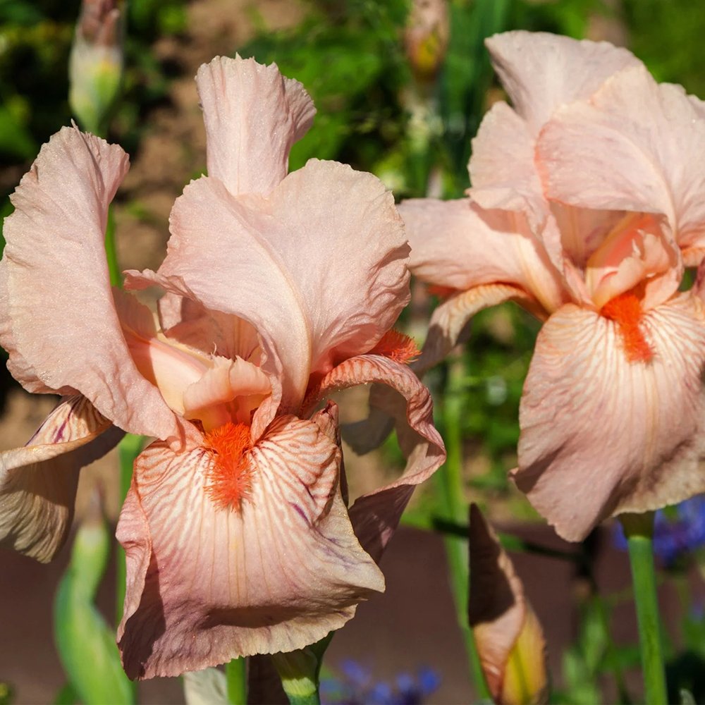 Iris Germanica (Stanjenel) Pink Empress - Bulb Plantat In Ghiveci