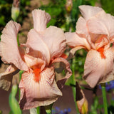 Iris Germanica (Stanjenel) Pink Empress - Bulb Plantat In Ghiveci