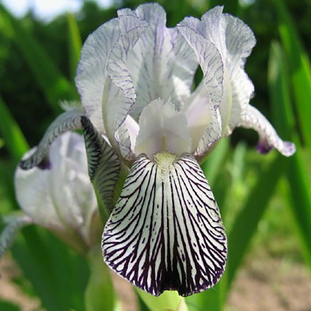 Iris Germanica (Stanjenel) Variegata Reginae - Bulb Plantat In Ghiveci