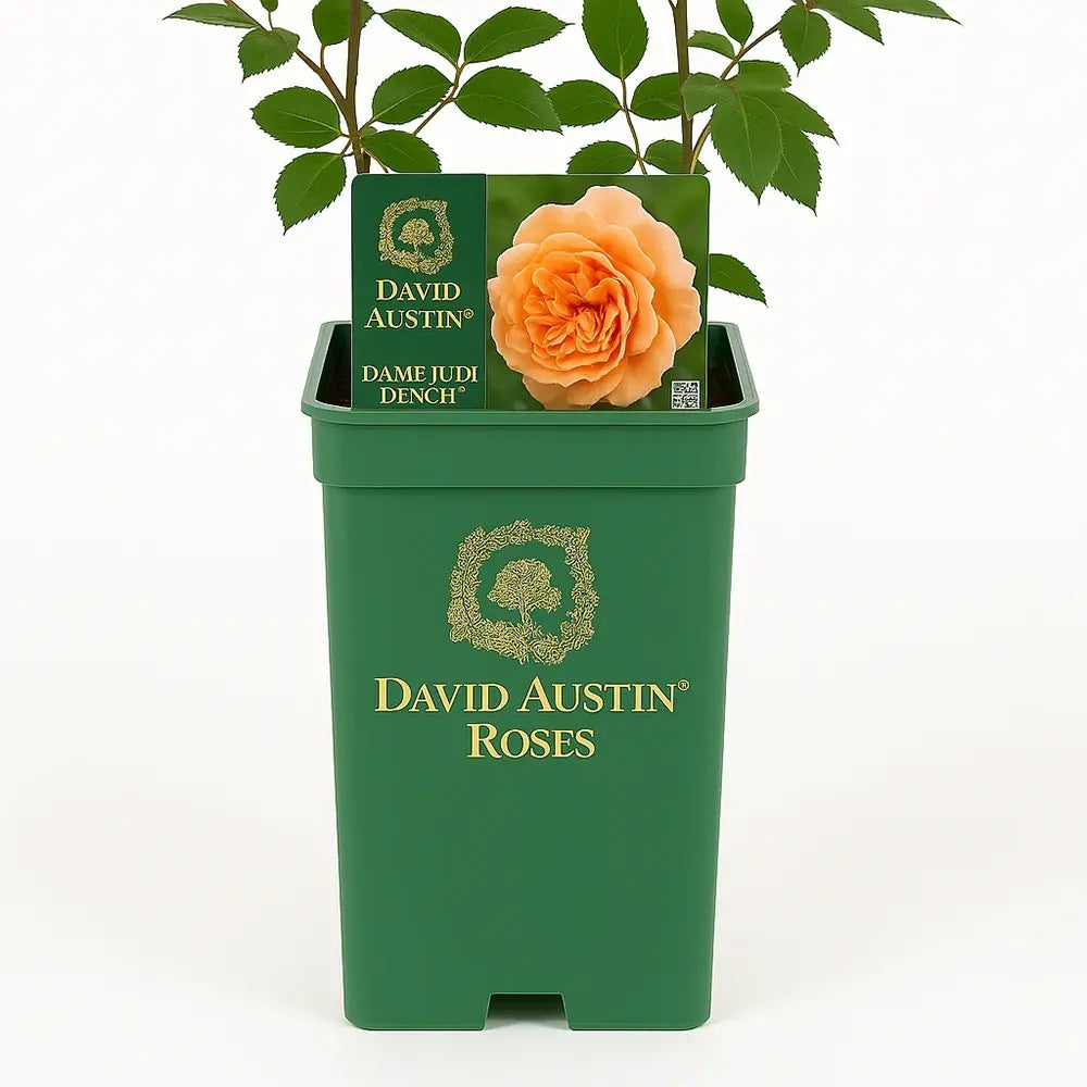 Роза David Austin Dame Judi Dench® – английска роза с лососево-оранжеви двойни цветове и плодов аромат