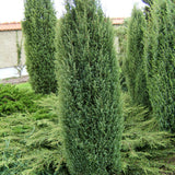 Ienupar columnar albastru-verzui Hibernica