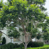 Лилаво дърво Jacaranda, с виолетови цветове