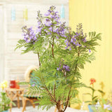 Лилаво дърво Jacaranda, с виолетови цветове