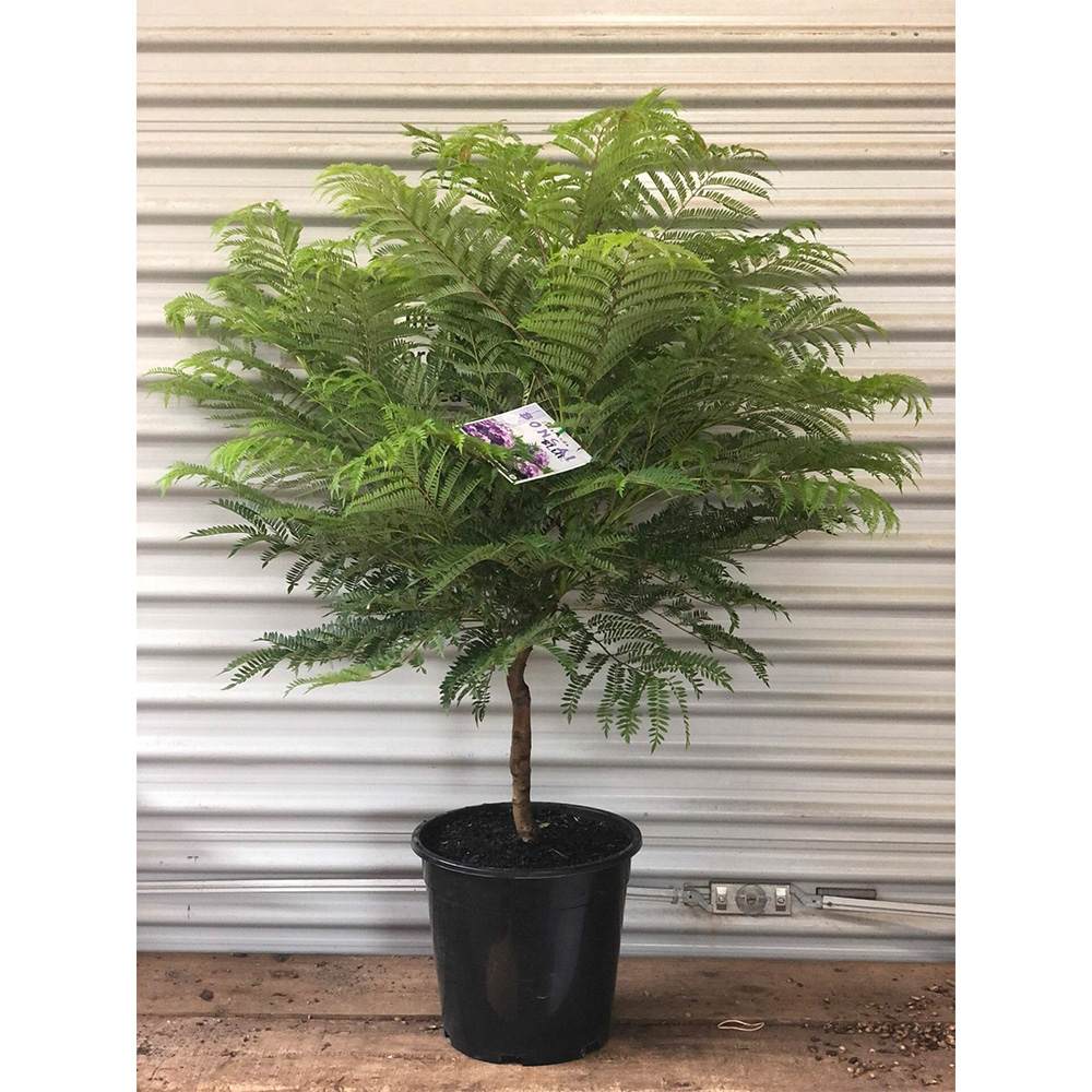 Лилаво дърво Jacaranda, с виолетови цветове