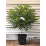 Лилаво дърво Jacaranda, с виолетови цветове