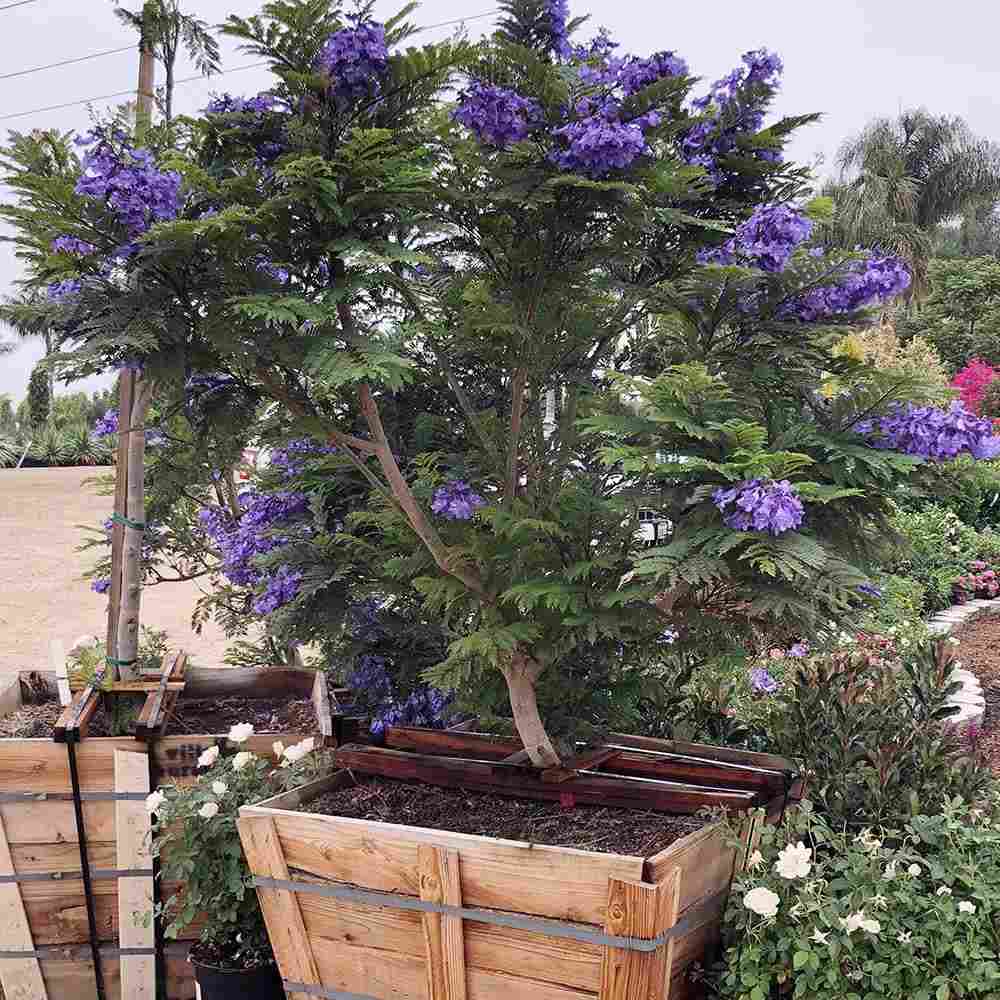 Лилаво дърво Jacaranda, с виолетови цветове