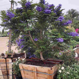 Лилаво дърво Jacaranda, с виолетови цветове