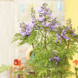 Лилаво дърво Jacaranda, с виолетови цветове