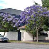 Лилаво дърво Jacaranda, с виолетови цветове