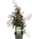 Жасмин Jasminum polyanthum – катерливо стайно растение с интензивен аромат, 60-70 см