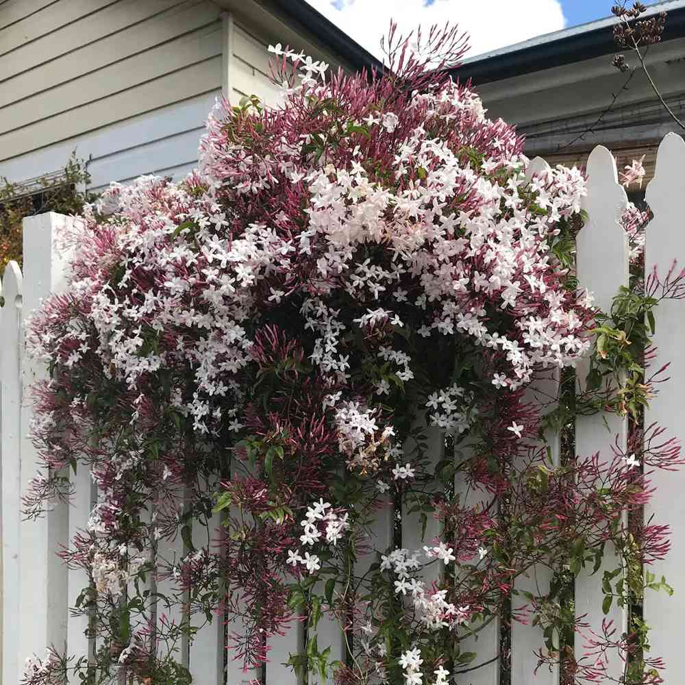 Жасмин за стая (Jasminum polyanthum), катерливо, интензивен аромат, декоративно растение за интериор и тераса – 110 см