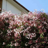 Жасмин Jasminum polyanthum – катерливо стайно растение с интензивен аромат, 60-70 см