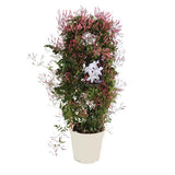 Жасмин за стая (Jasminum polyanthum), катерливо, интензивен аромат, декоративно растение за интериор и тераса – 110 см