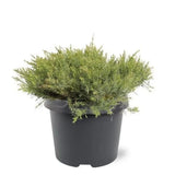 Ienupar Leningrad, tarator, frunzis verde-albastrui, compact, covor vesnic verde