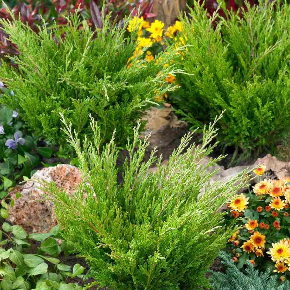 Хвойна Andorra Compact, пълзяща, с наситено зелена листна маса, компактна, вечнозелена