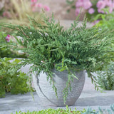 Ienupar Prince Of Wales, tarator, frunzis verde, fructe decorative albastru-purpurii, ideal pentru bordusi si taluzi