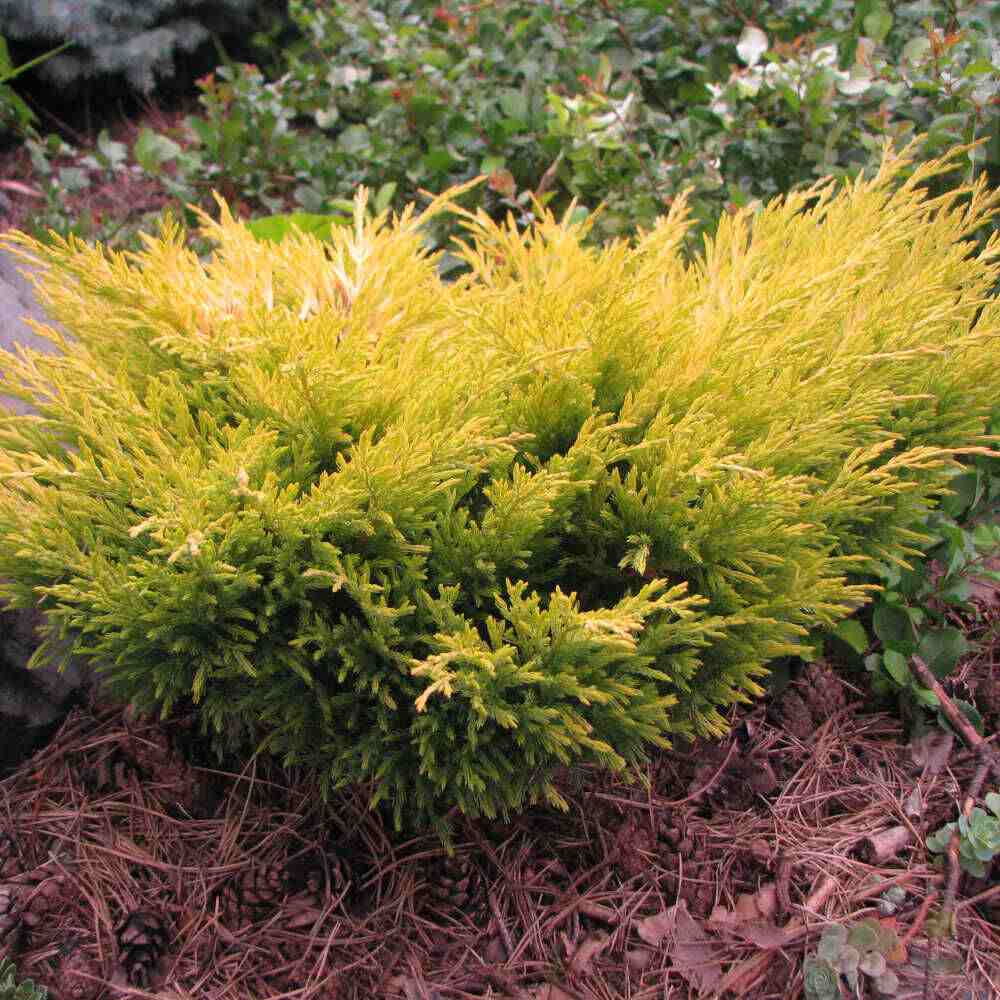 Хвойна Limeglow, пълзяща, с яркозелено-лаймова листна маса целогодишно, подходяща за склонове и бордюри, за начинаещи