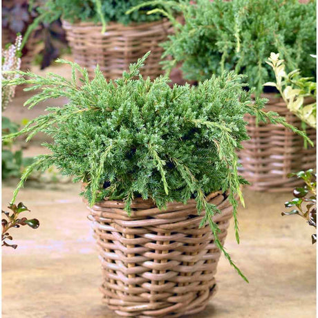Ienupar Holger, tarator, cu frunzis verde-albastrui, conifer pitic, compact, de ghiveci sau gradina