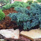 Ienupar Tropical Blue, tarator, conifer decorati cu frunzis albastru, crestere rapida, rezistent la seceta