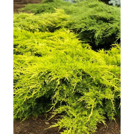 Ienupar (Juniperus pfitzeriana) Starlight, conifer tarator vesnic verde rezistent la frig pentru gradina