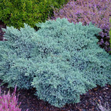 Ienupar tarator Albastru Blue Star