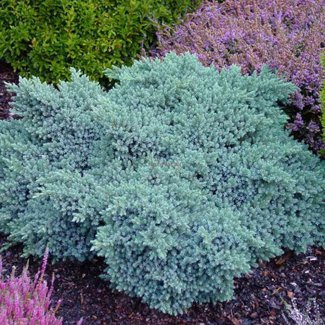 Ienupar tarator Albastru Blue Star