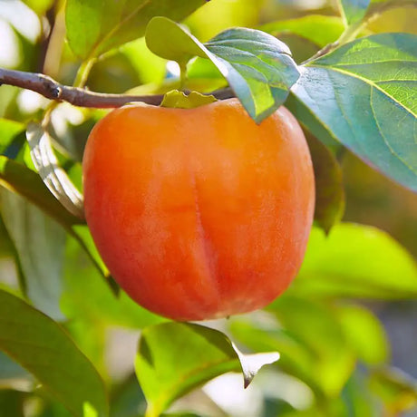 Pom Kaki Mela Fuyo (Diospyrus), Curmal Japonez, cu fructe portocaliu, an 2 pe rod