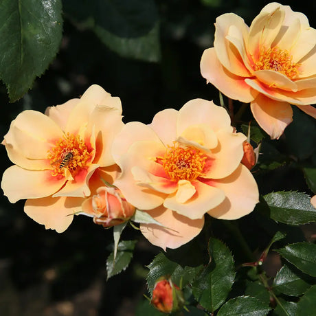 Trandafir Floribunda cais See you in Apricot, cu inflorire repetata