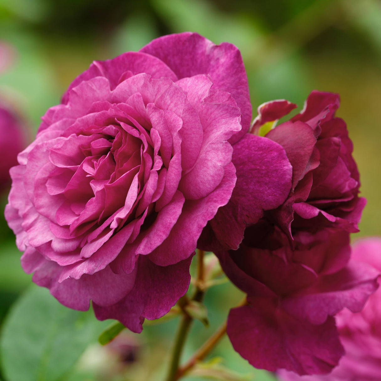 Trandafir Floribunda magenta-inchis Kaffe Fassett, cu parfum intens