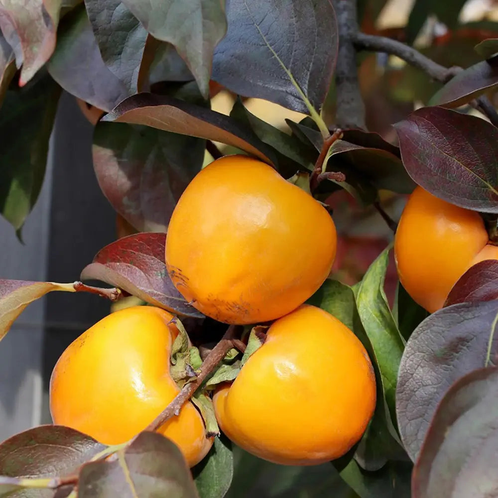 Pom Kaki Ragno (Diospyrus), Curmal Japonez, cu fructe portocaliu, an 2 pe rod