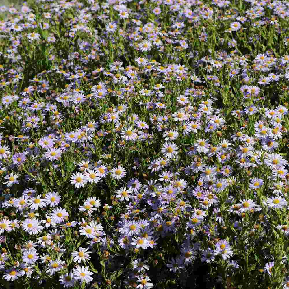 Steluta de toamna japoneza (Kalimeris incisa) Blue Star, planta perena taratoare, flori albastre vara-toamna, rezistenta