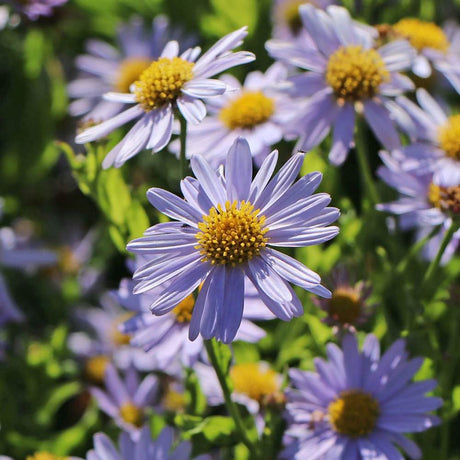 Steluta de toamna japoneza (Kalimeris incisa) Blue Star, planta perena taratoare, flori albastre vara-toamna, rezistenta