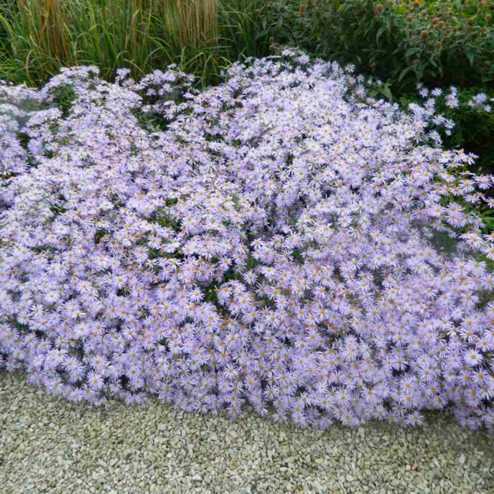 Steluta de toamna japoneza (Kalimeris incisa) Blue Star, planta perena taratoare, flori albastre vara-toamna, rezistenta