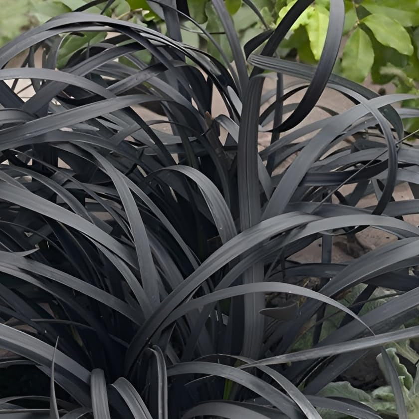 Iarba Neagra (Ophiopogon planiscapus Niger), planta perena cu frunze negre, lucioase, de ghiveci sau borduri