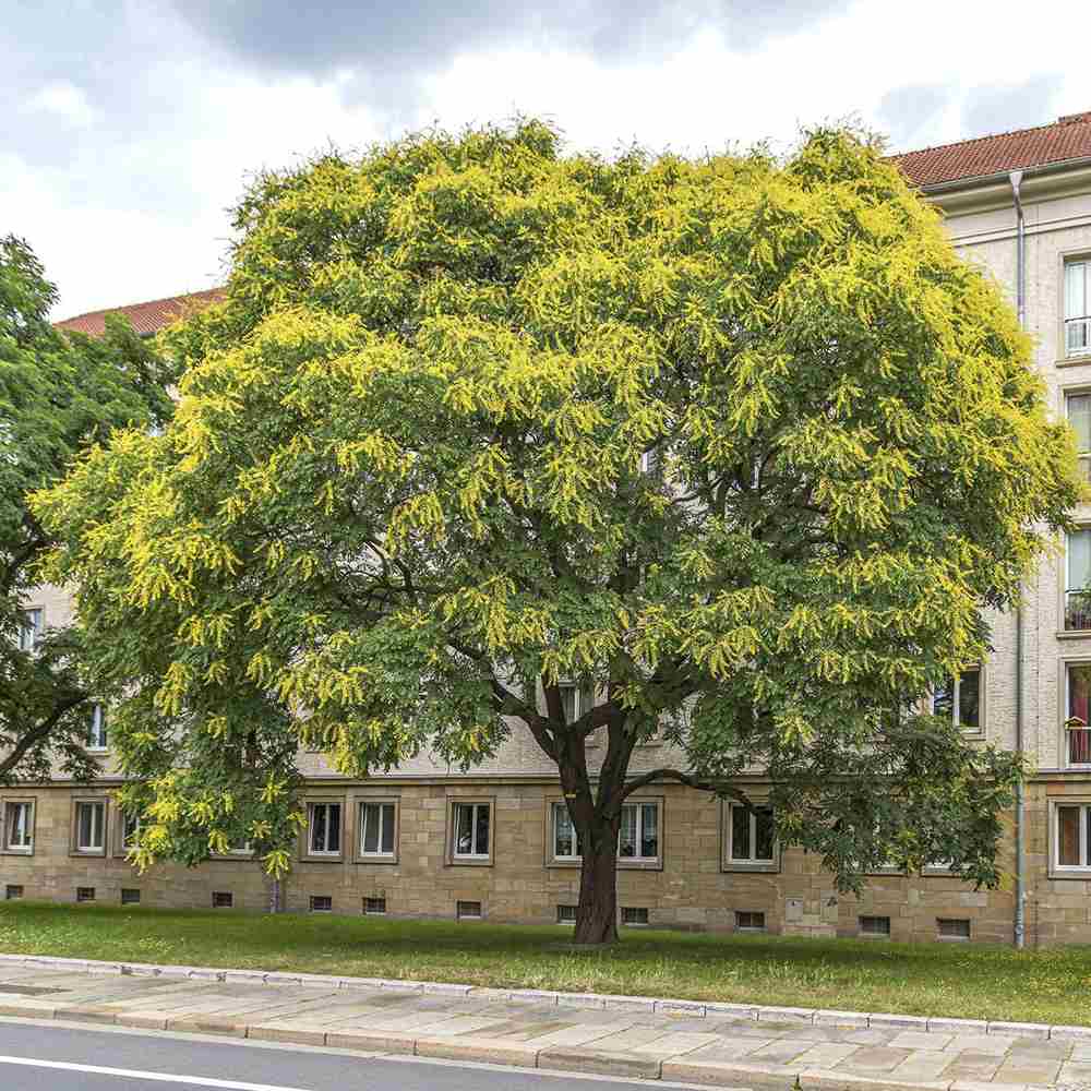 Дърво фенер (Koelreuteria paniculata) – декоративно дърво с жълти цветове, студоустойчиво