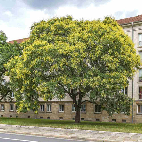 Дърво фенер (Koelreuteria paniculata) – декоративно дърво с жълти цветове, студоустойчиво