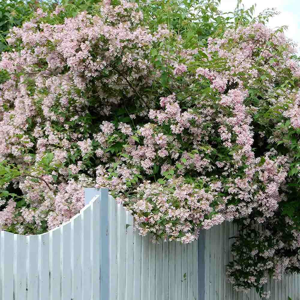 Arbustul frumusetii (Kolkwitzia amabilis) Pink Cloud,  flori roz parfumate, rezistent la frig