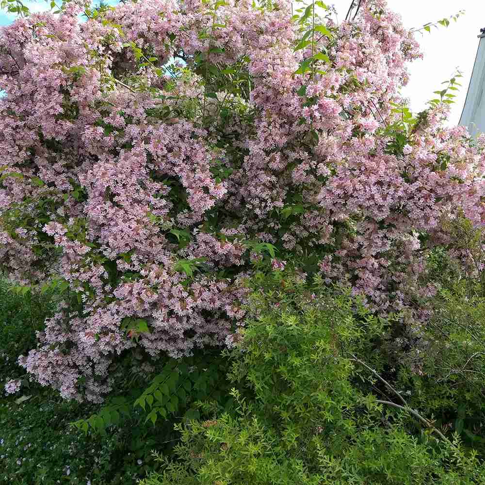 Arbustul frumusetii (Kolkwitzia amabilis) Pink Cloud,  flori roz parfumate, rezistent la frig