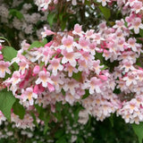 Arbustul frumusetii (Kolkwitzia amabilis) Pink Cloud,  flori roz parfumate, rezistent la frig