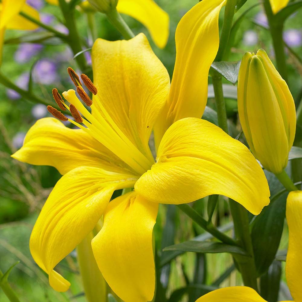 Bulbi de Crini imperiali  Asiatic Yellow, set de 2 bulbi cu flori galbene intense, rezistenti la frig, inflorire iunie-iulie