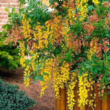 Salcamul Lui Adam (Laburnocytisus Adamii), cu flori galbene si roz decorative, rezistent la ger, ideal pentru gradini insorite